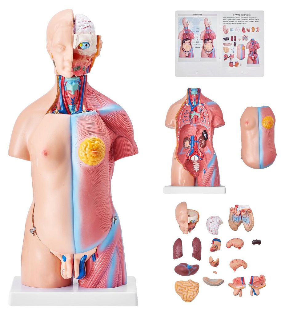 VEVOR Model lidského těla, 23 kusů 455 mm, anatomický model Obrázek produktu 