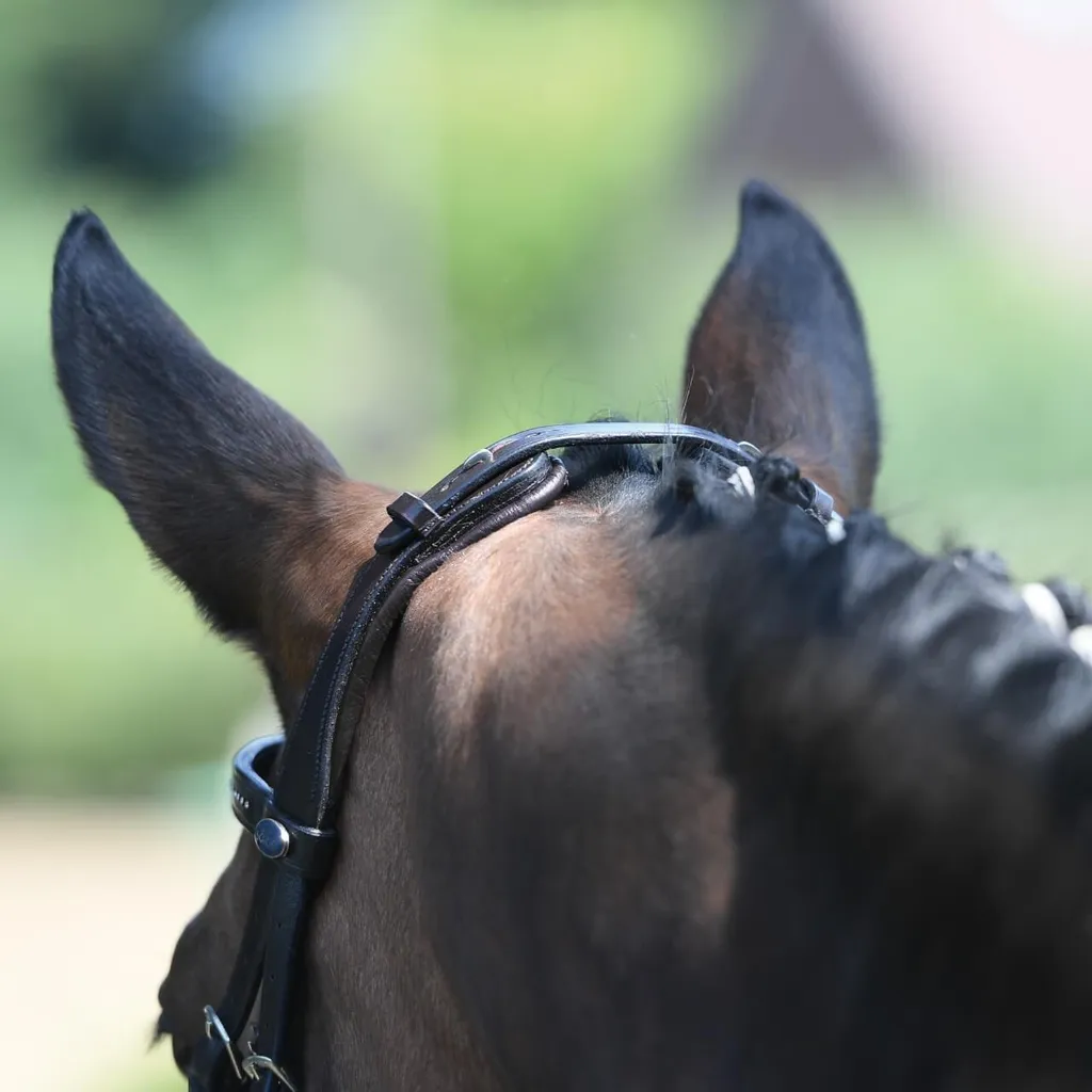 Filet de Cheval en Cuir avec Muserolle Combinée et Strass Argent BUSSE - 6