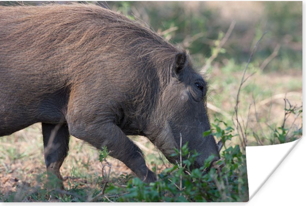 MuchoWow Poster Schwein - Wildschwein - Wild 90x60 cm - Schlafzimmer