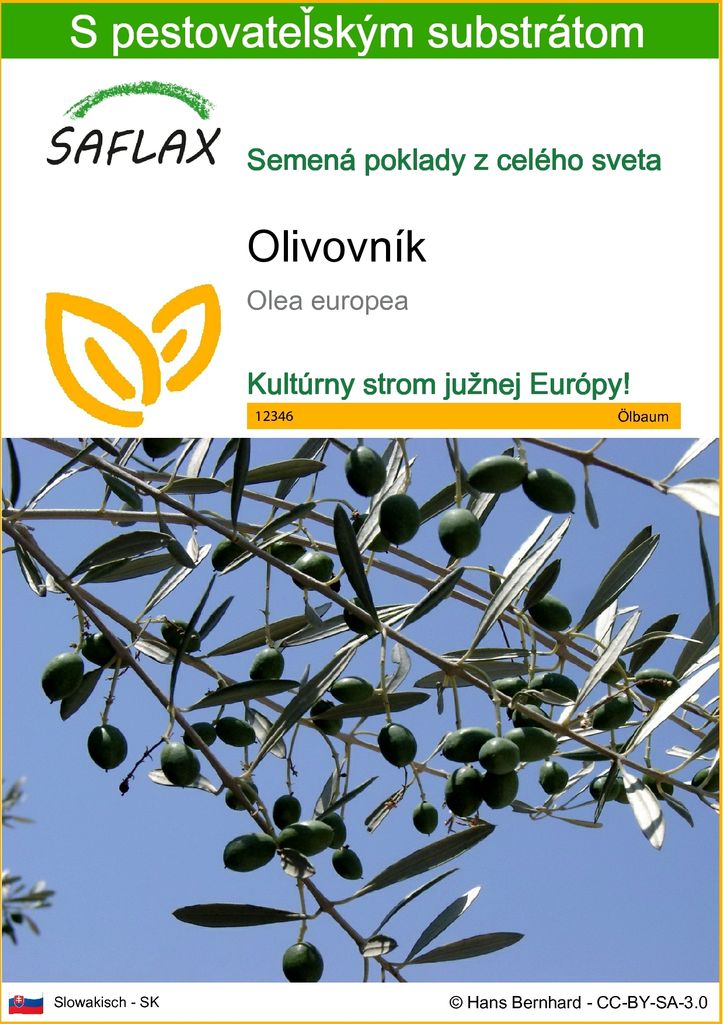 SAFLAX - olivovník - Olea europea - 20 Semená - S Obrázok produktu 