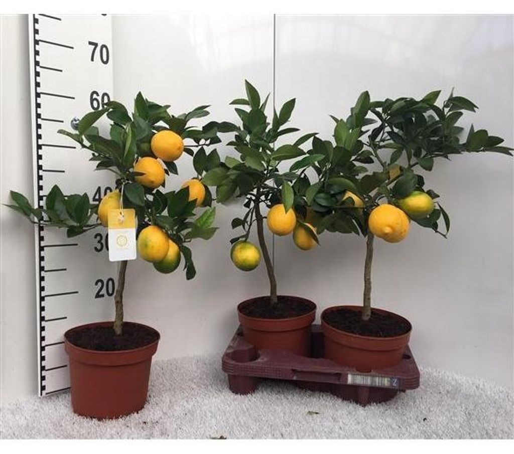 Citroník Meyerův -Lisa- 30 cm bez plodů Citrus Meyer Lemon Obrázek produktu 