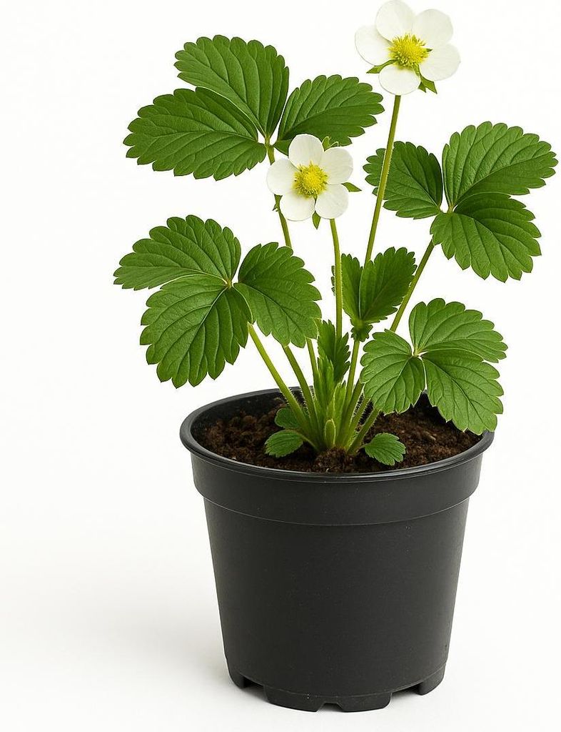 Erdbeere Fragaria x Ananassa Madame Moutot – 3 Pflanzen – Aromatische Gartenerdbeere für sonnige bis halbschattige Standorte – Frühe Ernte ...