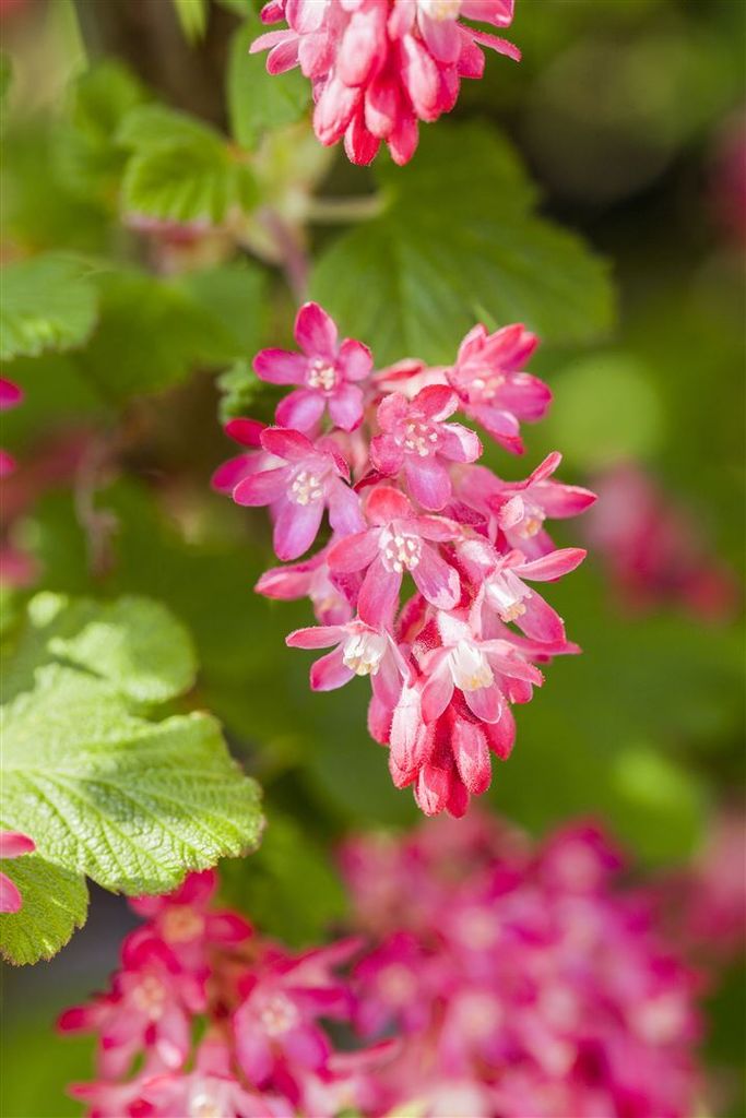 Ribes sanguineum 'King Edward VII', Blutjohannisbeere, rot, 60–80 cm