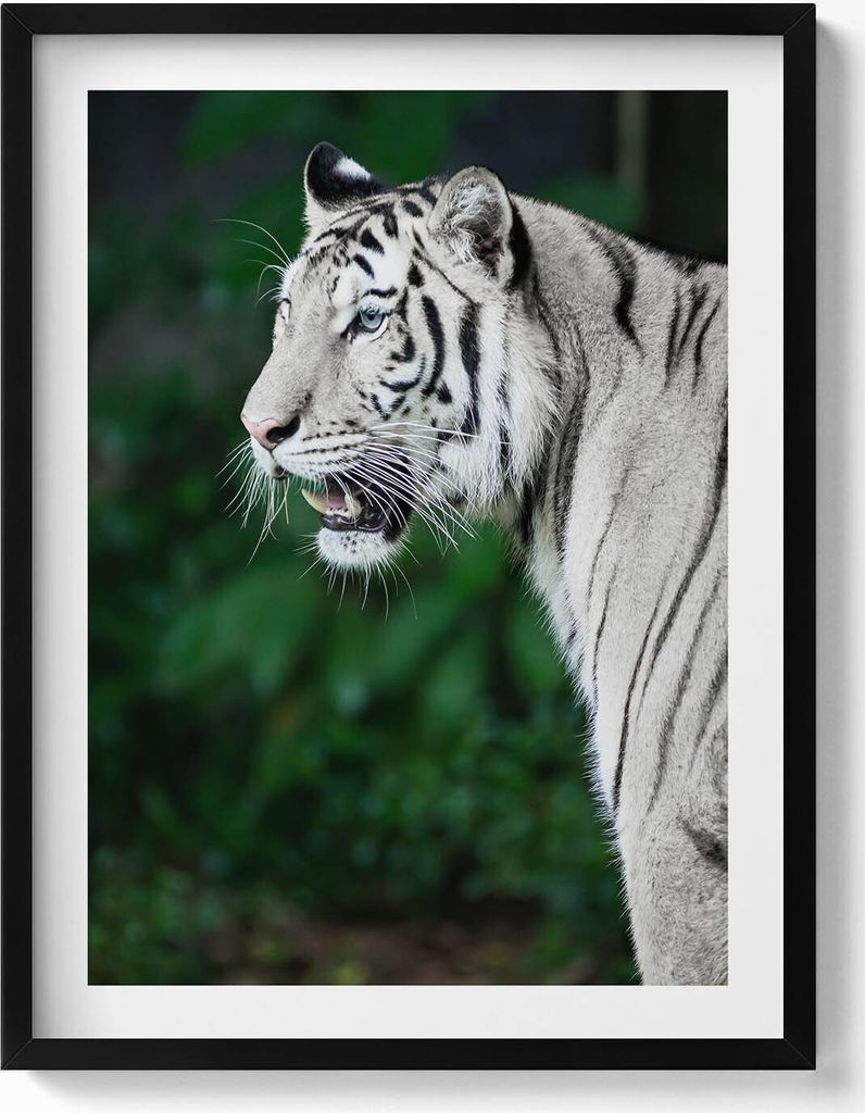 Weißer Tiger im Dschungel– Wandbild mit Rahmen – Gerahmtes Bild – Wanddekoration – 60x80 cm – Schwarz Rahmen