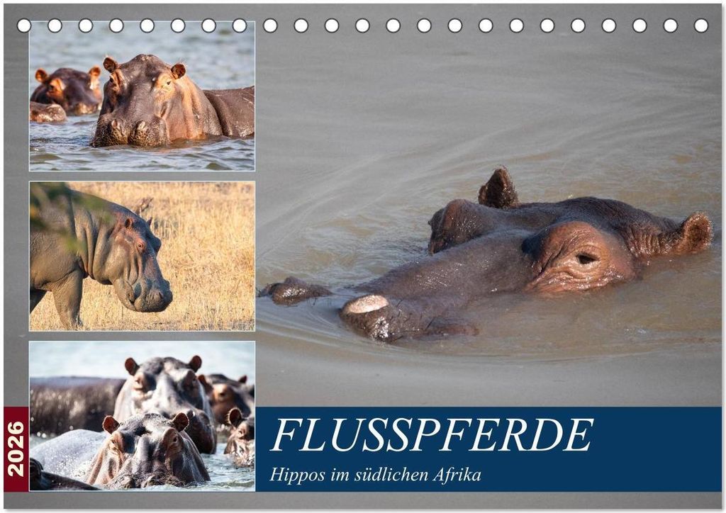 Hippos im südlichen Afrika (Tischkalender 2026 DIN A5 quer), CALVENDO Monatskalender