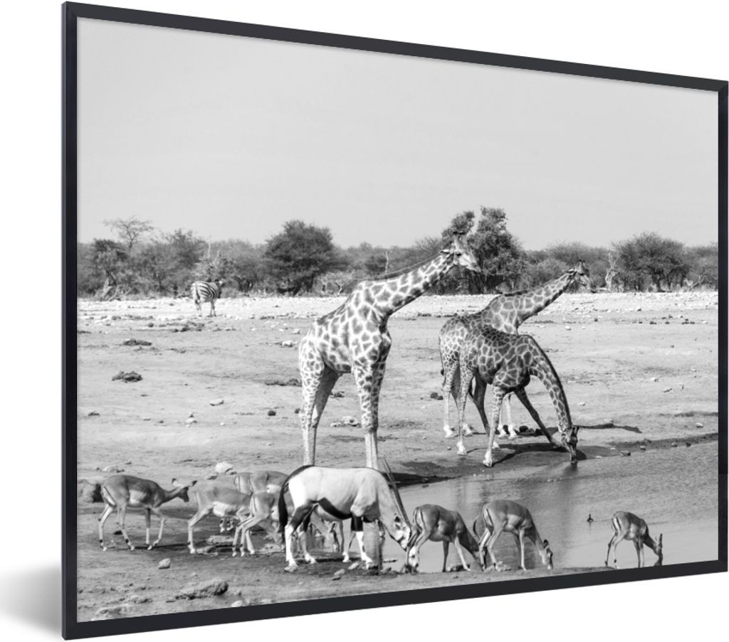 MuchoWow Gerahmtes Poster Trinkende Tiere in der Savanne - schwarz und weiß 40x30 cm - Poster mit Schwarzem Bilderrahmen Wandposter Rahmen Foto ...