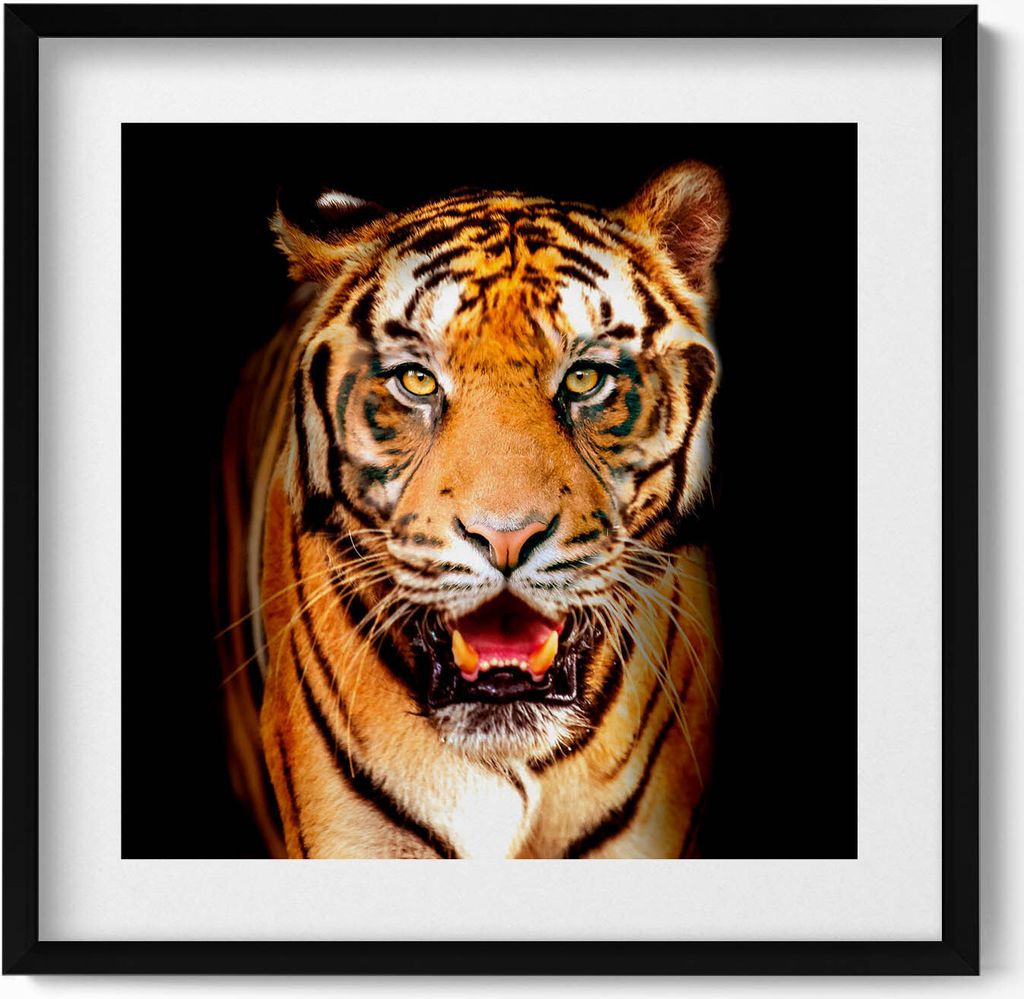 Ausdrucksstarke wilde Tigerkatze– Wandbild mit Rahmen – Gerahmtes Bild – Wanddekoration – 50x50 cm – Schwarz Rahmen