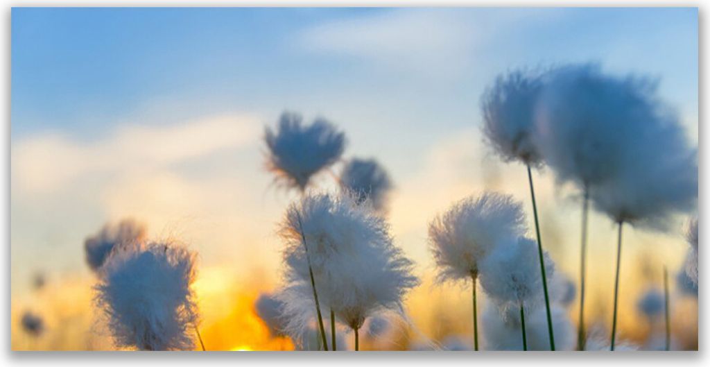 Küchenrückwand aus Glas 140x70cm Spritzschutz Blumen Pflanzen