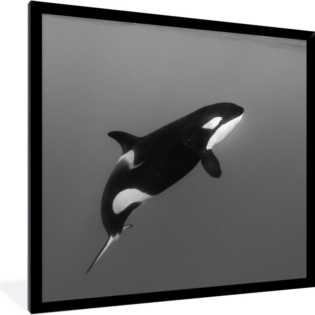 MuchoWow® Gerahmtes Poster Orca - Wasser - Tiere 40x40 cm - Produktbild 