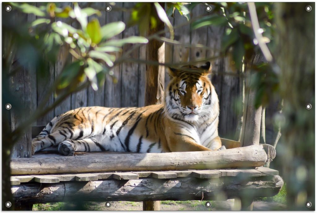 Wallario Outdoor-Poster für Garten oder Balkon, Motiv Tiger im Sonnenschein, in ca. 100 x 150 cm