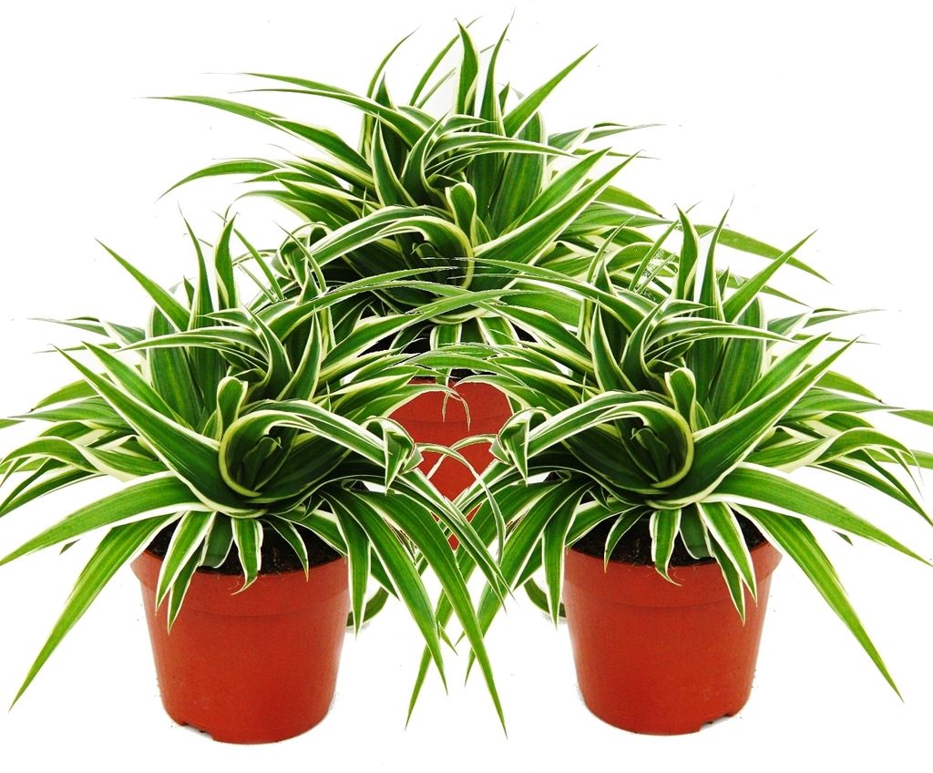 Clorofito 12cm, set di 3, giglio verde Immagine del prodotto 