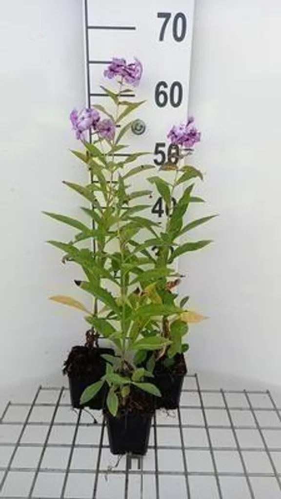 Lot de 6 Phlox paniculata Uspech - Flammenblume en pots de 9x9 cm