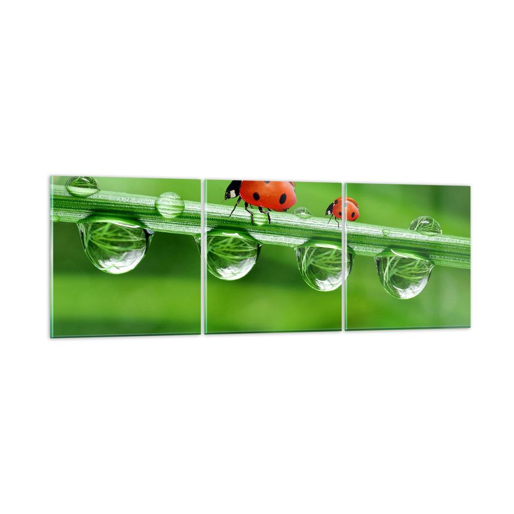 Bilder auf glas - Marienkäfer Wasser Grün Umwelt - 120x40cm - Glasbilder - Wandbilder - Kunstdruck - zum Aufhängen bereit - Wanddekoration aus G...
