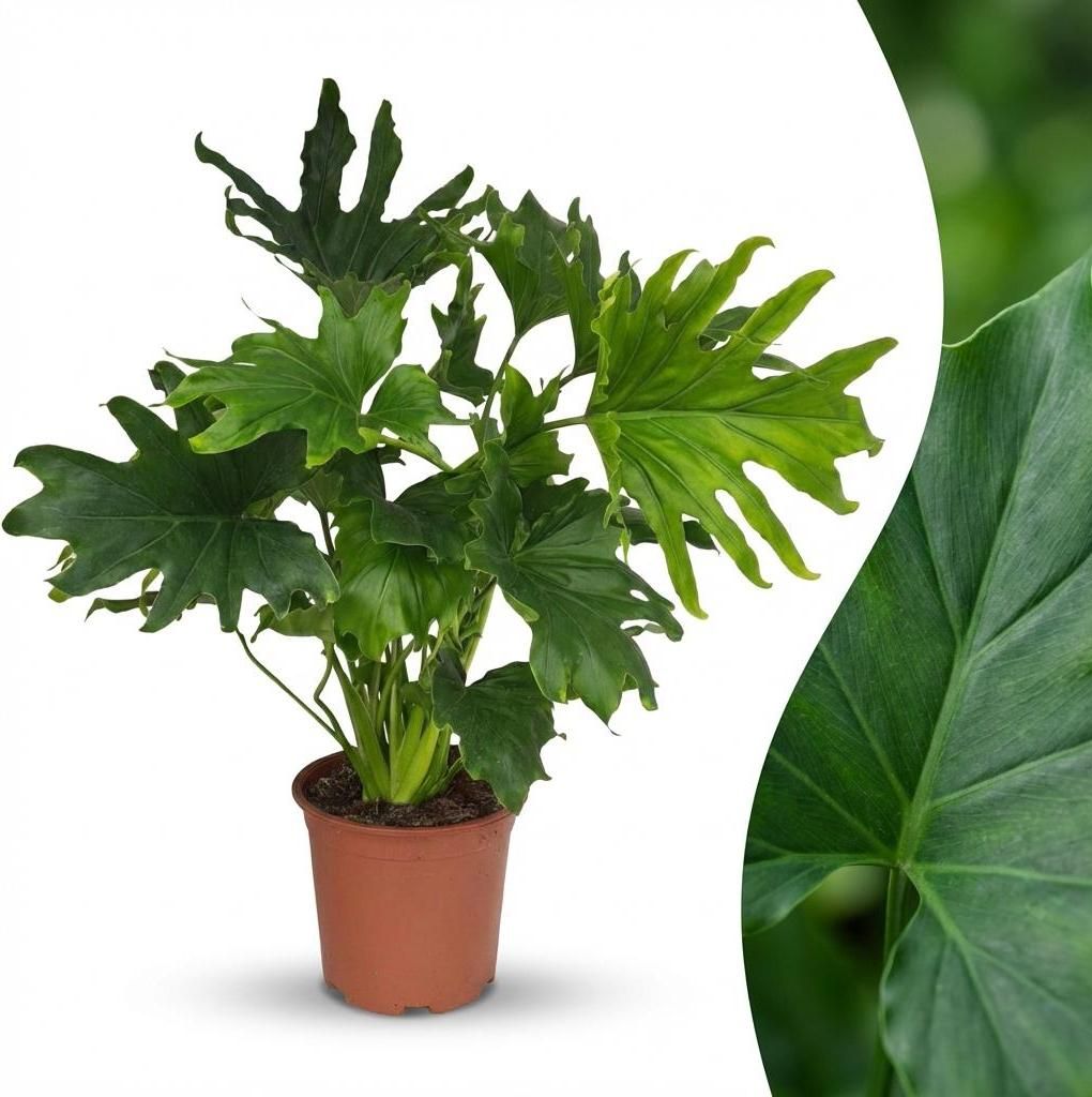 Green boutiQ - Zimmerpflanze - Philodendron - Philodendron Produktbild 
