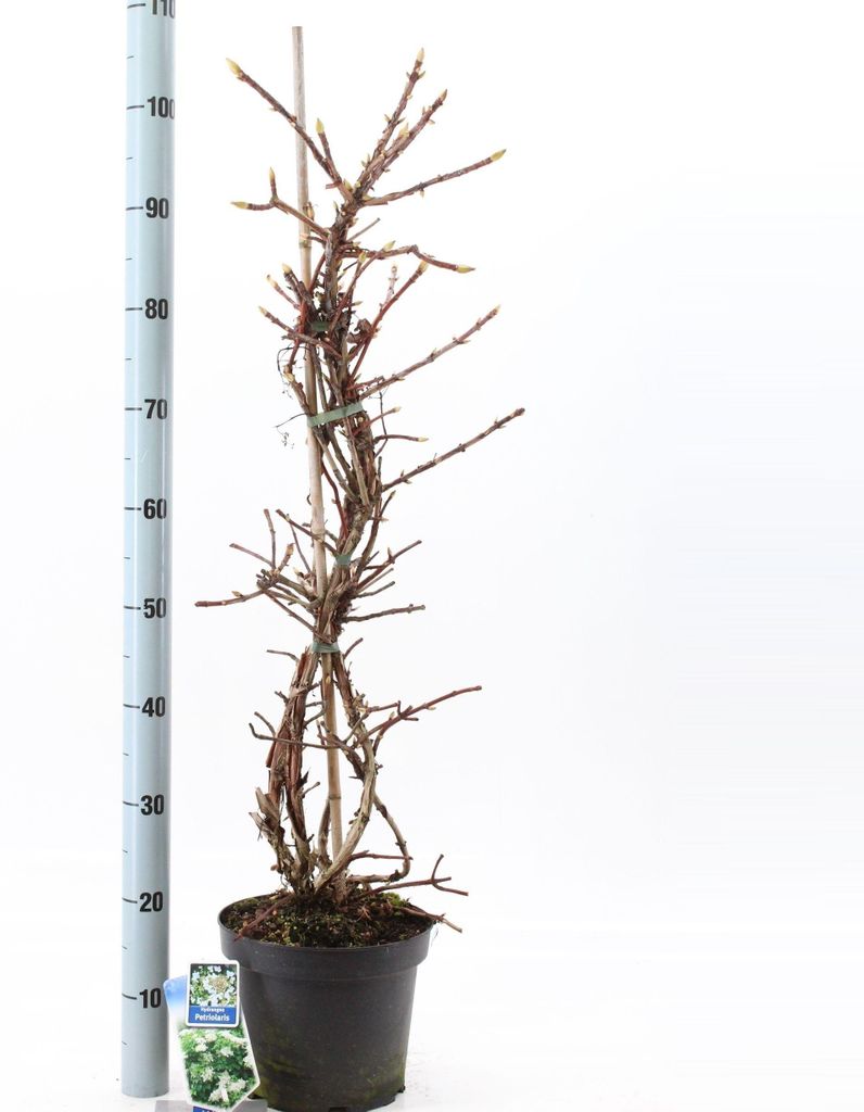 Hydrangea anomala petiolaris - Hortensie | 60-70 cm im Topf