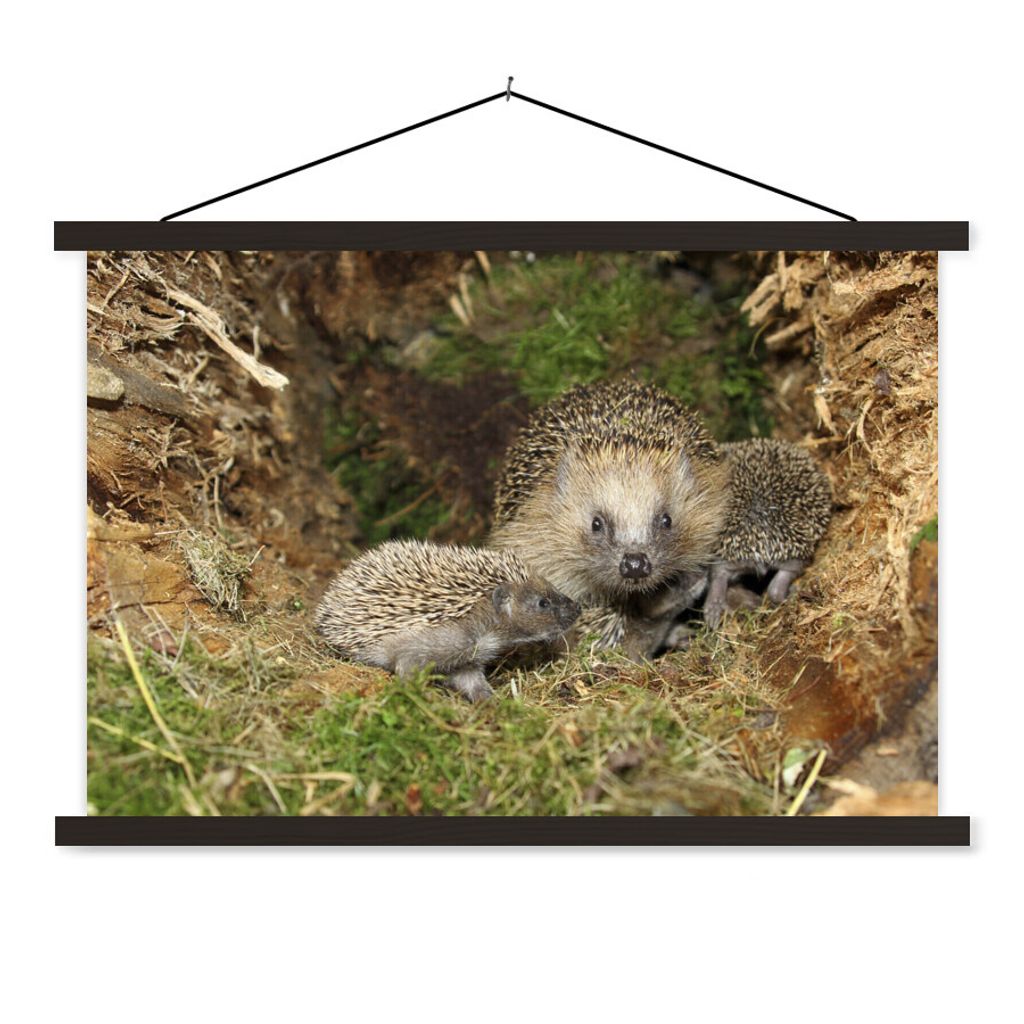 MuchoWow Textilposter Baby-Igel in der Natur 150x100 cm mit schwarzem Rahmen - Schlafzimmer