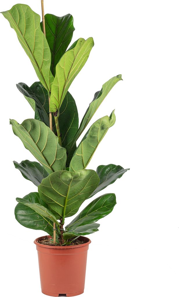 Geigenfeige - pflegeleichte Zimmerpflanze, Ficus Lyrata - Produktbild 