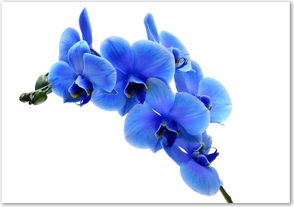 Tulup Leinwandbild - 100x70 cm - Wandkunst - Drucke auf Leinwand - Leinwanddruck - Blumen & Pflanzen - Blau - Blaue Orchidee