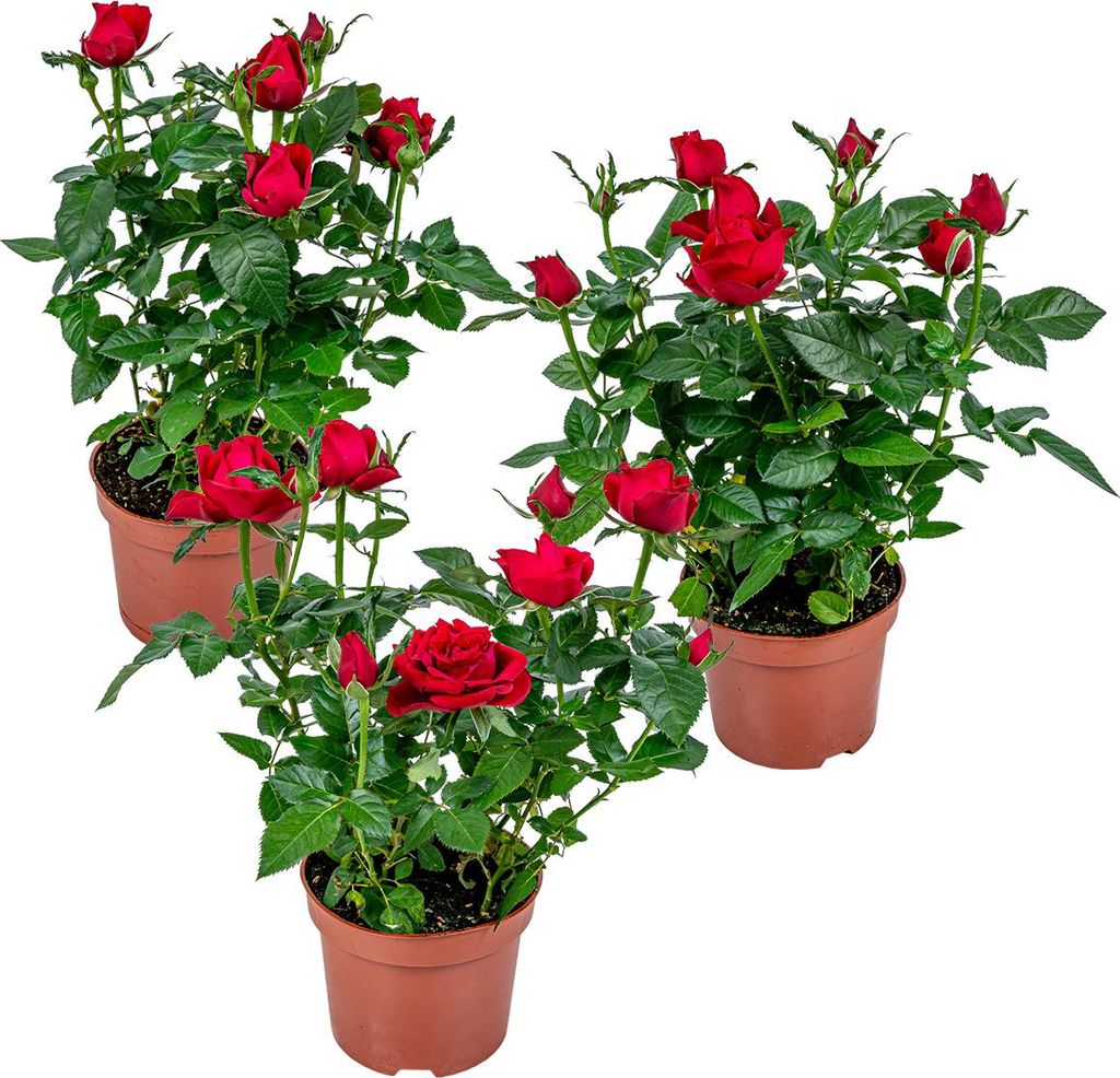 3er-Set - Topfrosen Rot - Für drinnen und draußen - Zimmerpflanzen - Gartenpflanzen - Terrassenpflanzen - Winterhart - 20-30 cm Hoch - Topf 12 cm