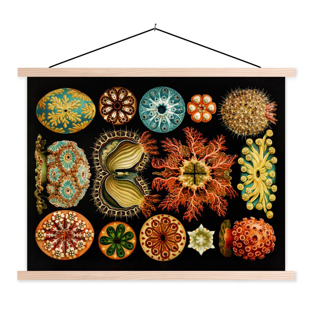 MuchoWow Textilposter Vintage - Ernst Haeckel - Meerestier - Natur - Meer - Kunst 40x30 cm mit holzfarbenen Rahmen - Bilder