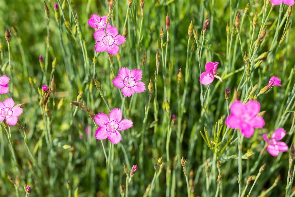 Dianthus deltoides 'Roseus', Heidenelke, rosa, ca. 9x9 cm Topf