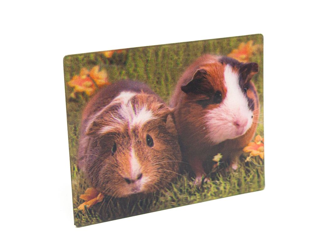 3 D Magnet Meerschweinchen 9 x 7 cm, Tiere Waldtier, Produktbild 