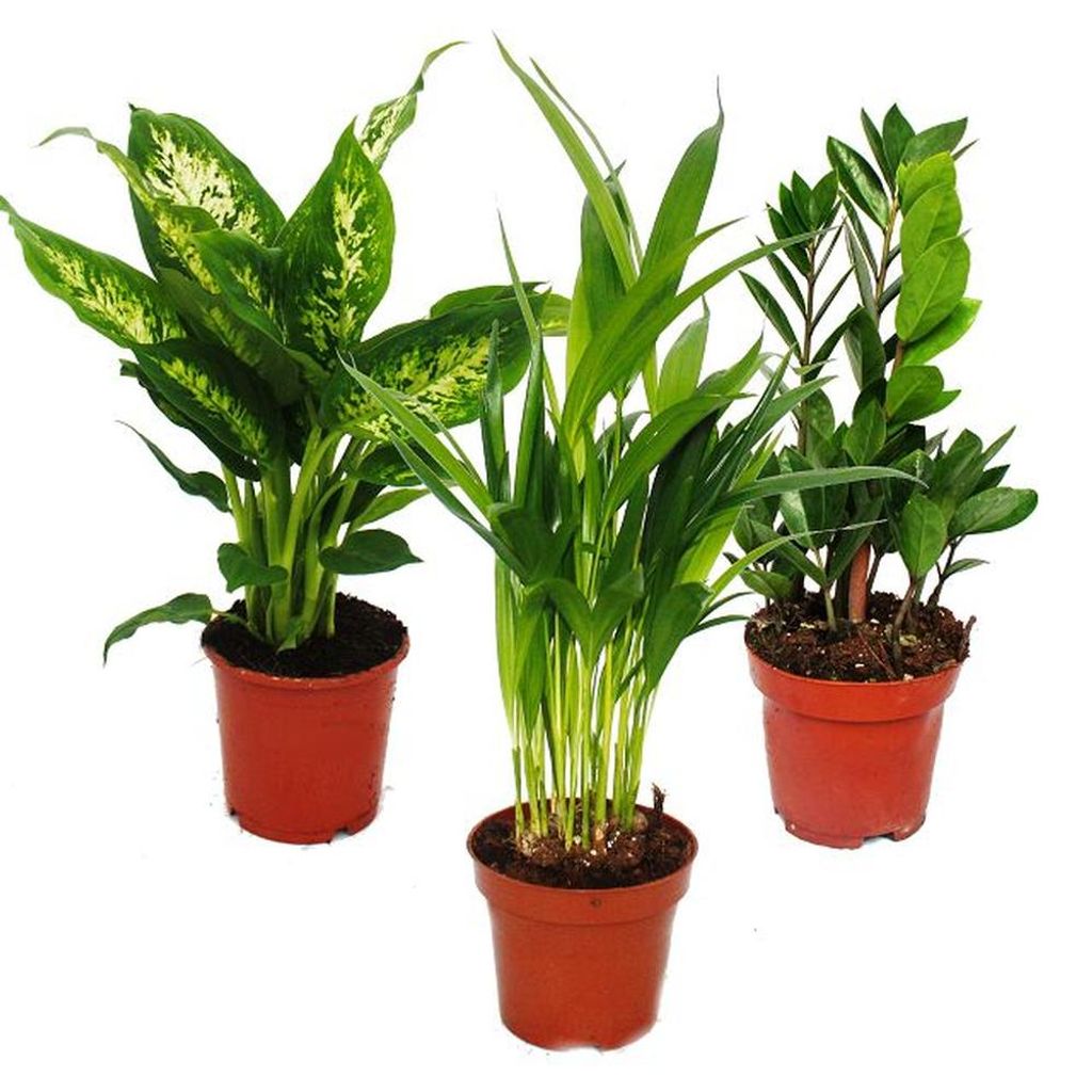 Sada exotických pokojových rostlin: Dieffenbachia, Dypsis Obrázek produktu 