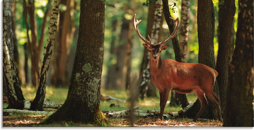 ARTland Glasbild Hirsch 4 - Wald Größe: 100x50 cm