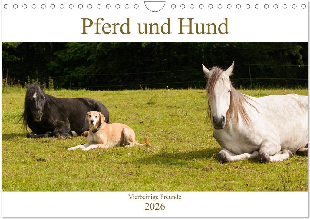 Pferd und Hund - Vierbeinige Freunde (Wandkalender 2026 DIN A4 quer), CALVENDO Monatskalender
