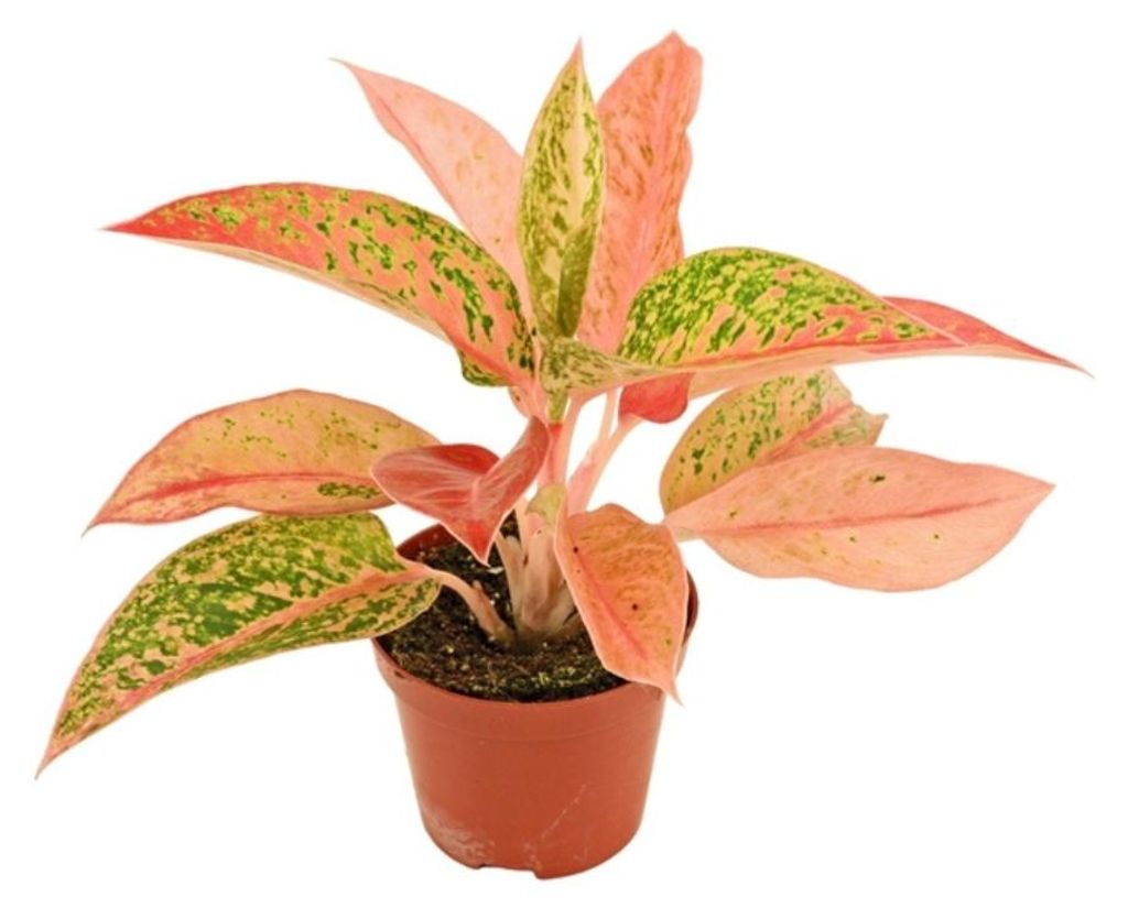 Gardners Aglaonema Prestige, priemer 9 cm Obrázok produktu 