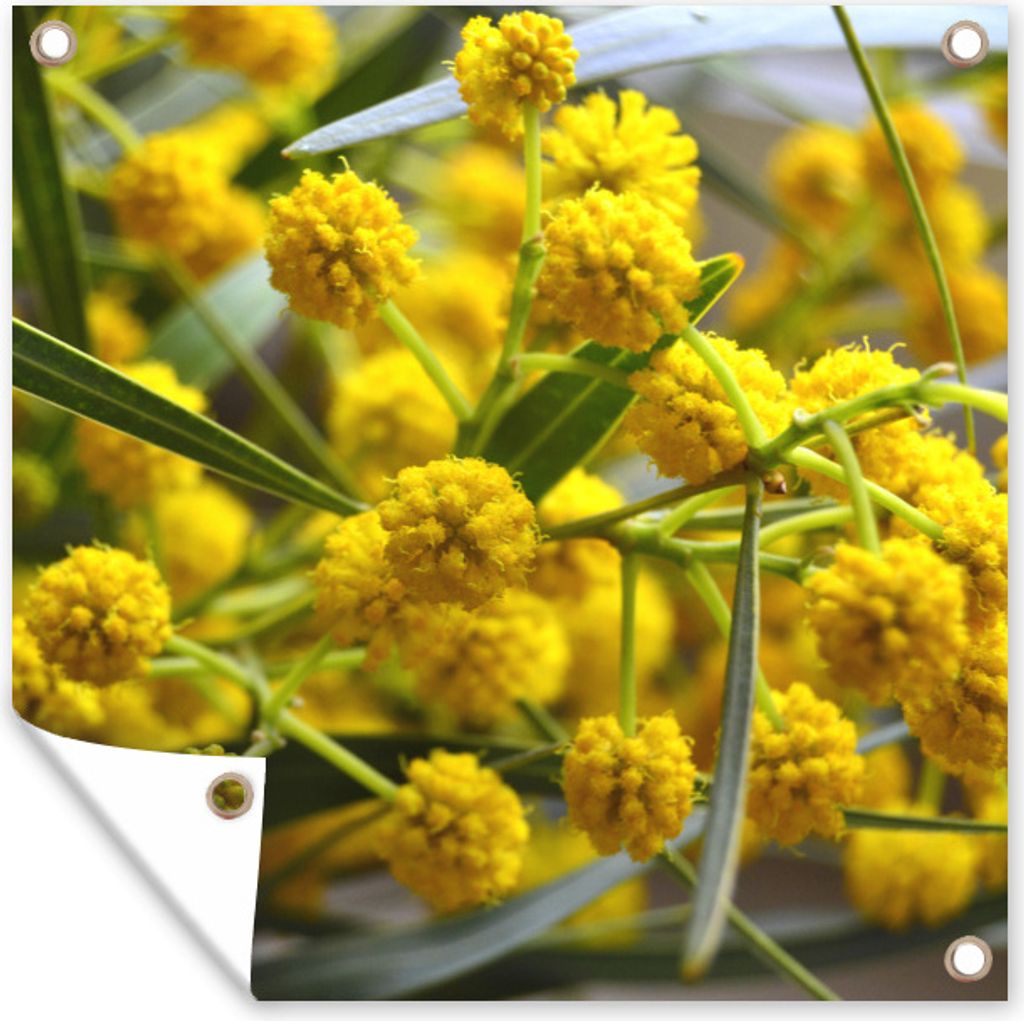 MuchoWow 50x50 cm Outdoor-Poster Gartendeko Sichtschutz Garten Poster für den Garten Mimosenblüten im Frühling