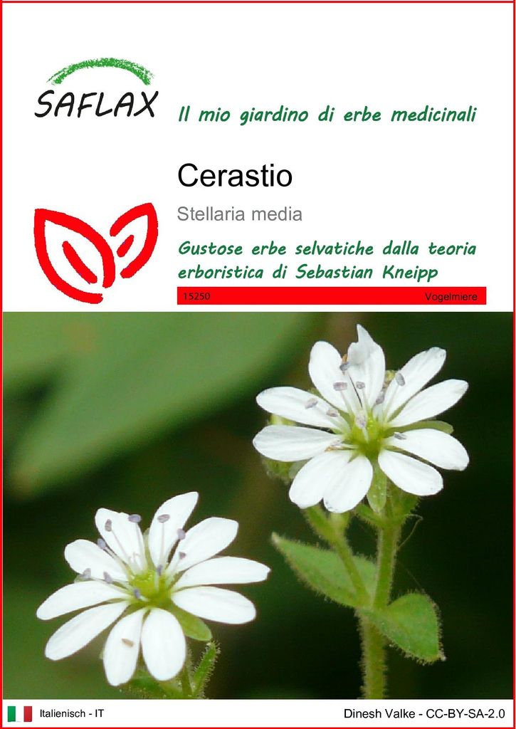 SAFLAX  - Cerastio - 1000 semi - Stellaria Immagine del prodotto 