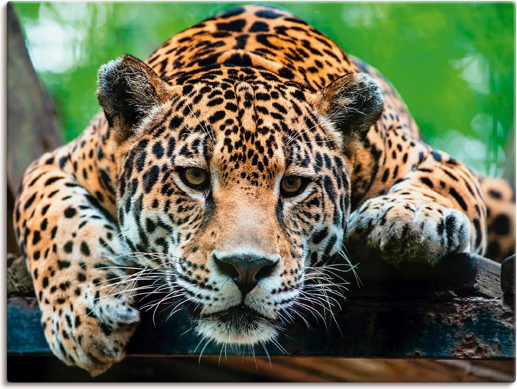 ARTland Leinwandbild Südamerikanischer Jaguar Größe: 60x45 cm