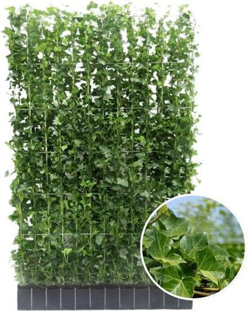 Hedera Hibernica – Efeu Fertighecke – Höhe ca. 180cm – Immergrüne Hecke – dichter Sichtschutz & sofortige Privatsphäre für Garten & Ter...