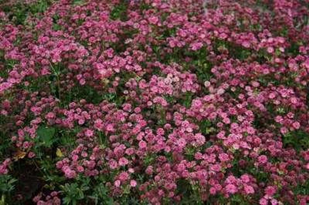6 x Astrantia major 'Venice' - Sterndolde - Topf 9 x 9 cm