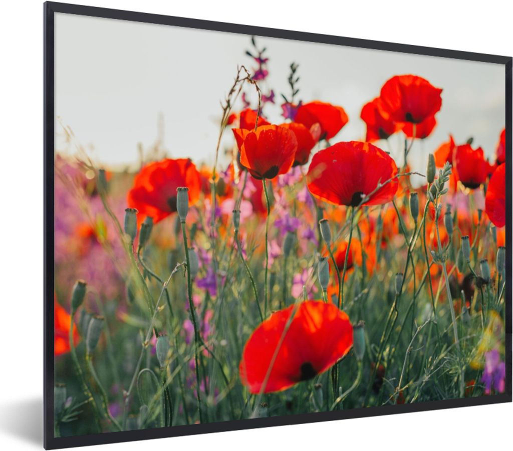 MuchoWow Gerahmtes Poster Mohn - Blumen - Rot - Lila - Wiese 40x30 cm - Poster mit Schwarzem Bilderrahmen Wandposter Rahmen Foto Bilder - Kunstpo...