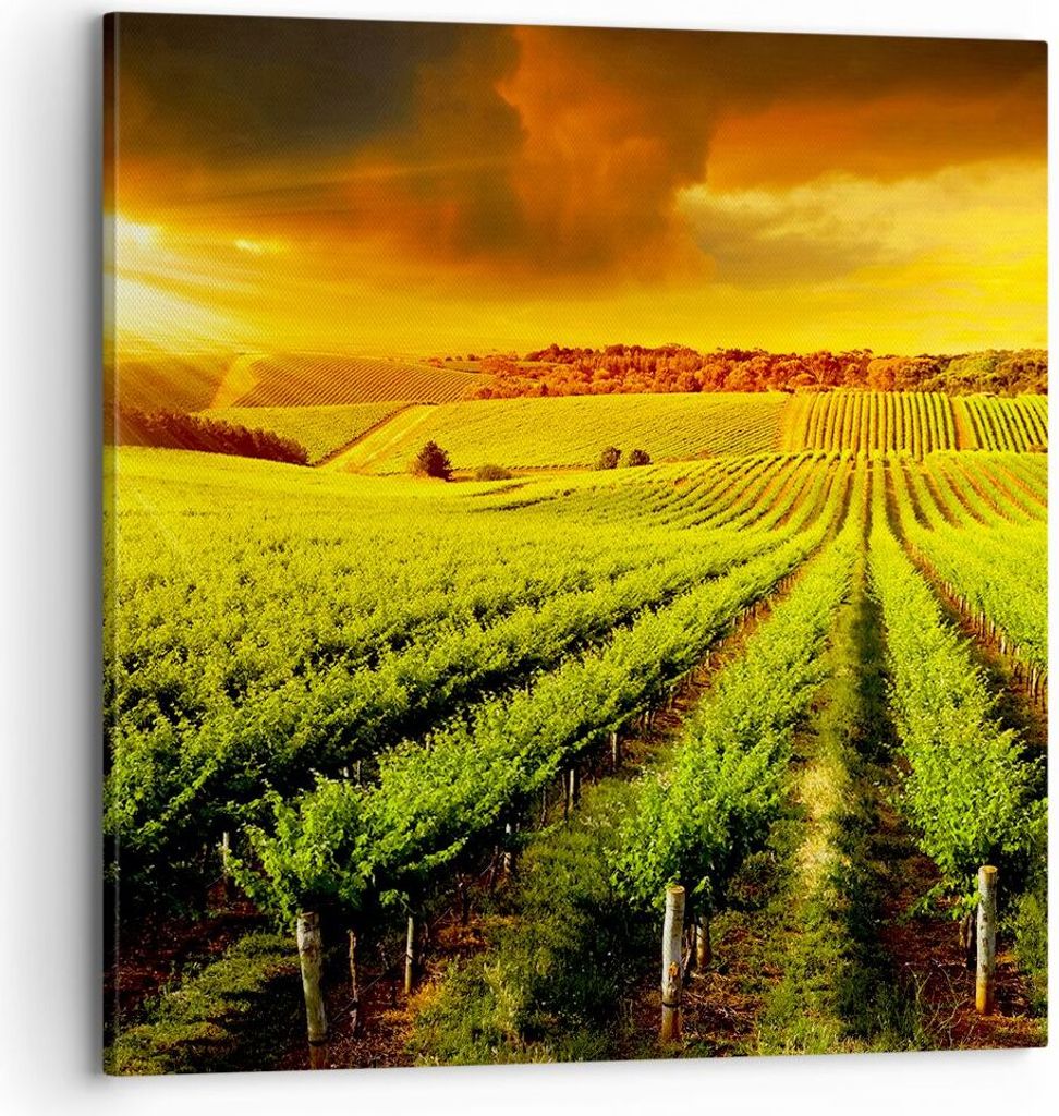 Bild auf Leinwand - Leinwandbild - Land Weingut Pflanzung - 70x70cm - Wand Bild - Wanddeko - Leinwanddruck - Bilder - Kunstdruck - Wanddekoration -...