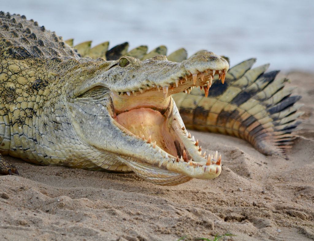 hansepuzzle 84236 - Krokodil Puzzle, 1000 Teile, Natur, 60,0 x 46,0cm mit hochwertiger Aufbewahrung, Kartonbox und wiederverschließbarem Beutel