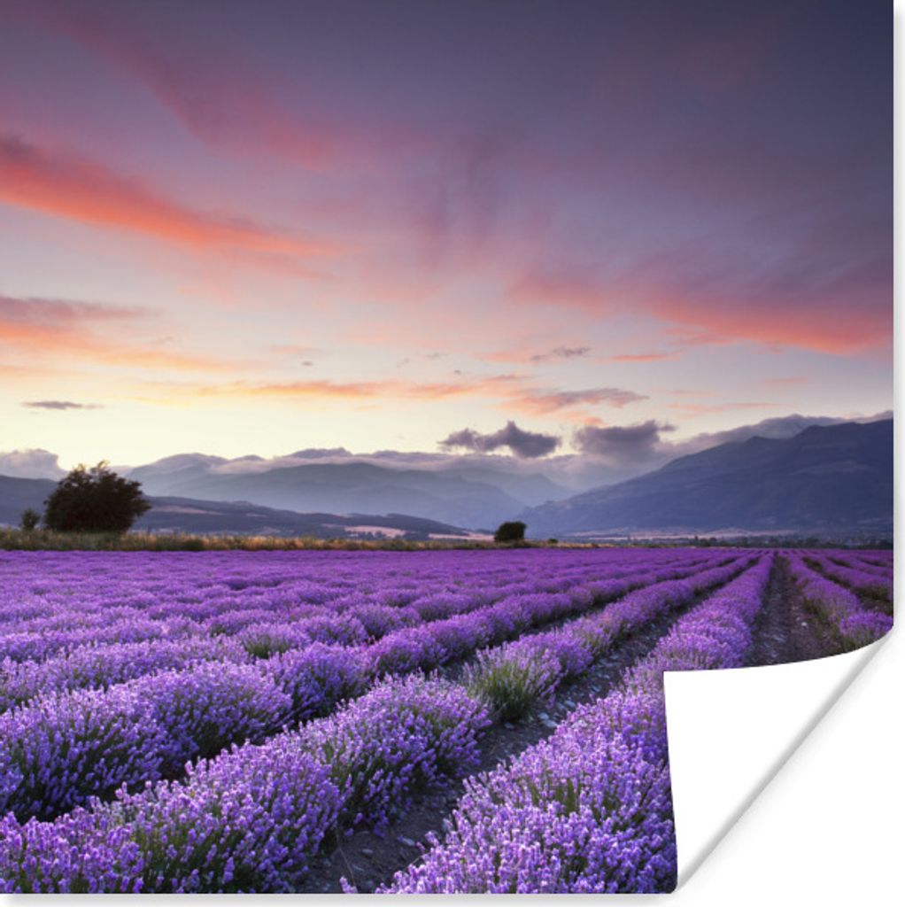 MuchoWow Poster Sonnenuntergang über Lavendel 30x30 cm - Wandposter - Printing