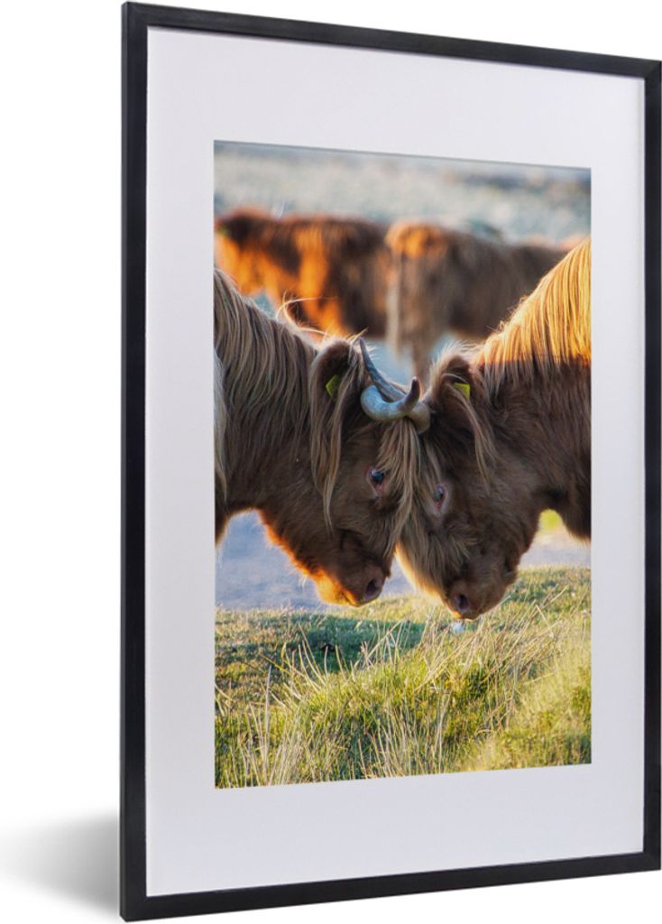 MuchoWow Gerahmtes Poster Schottische Highlander - Tiere - Sonne 40x60 cm - Poster mit Schwarzem Bilderrahmen Wandposter Rahmen Foto Bilder - Pos...