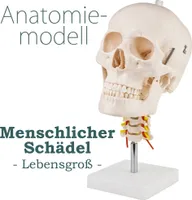Schädel Halswirbelsäule Anatomie Modell Skelett Lebensgroß Anatomisches Model Totenkopf Schädelmodell Menschlicher Kopf Skull Schaedel auf Ständer MedMod