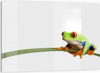 DEQORI Küchenrückwand Glas 60x40 cm 'Neugieriger Frosch' Spritzschutz Bad Rückwand Küche