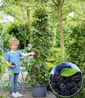 BALDUR-Garten Maulbeere "BonBon Berry®", 1 Pflanze, Morus rotundiloba, Mojobeere, Beerenobst, selbstfruchtend, trägt im ersten Jahr Früchte, winterhart, mehrjährig
