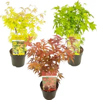 3x Japanischer Ahorn \'Acer\' Mix | Orange Dream, Atropurpureum, Going Green - Freilandpflanze im Anzuchttopf ⌀13 cm - Höhe ↕30-40 cm