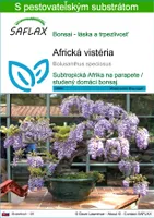 SAFLAX - africká vistéria - Bolusanthus speciosus - 15 Semená - S pestovateľským substrátom bez klíčkov