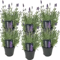Bloomique - 3er-Set - Lavandula Angustifolia Ardèche - Lavendelpflanze winterhart - Duftender Lavendel - Gartenpflanzen winterhart - Mehrjährig - Höhe 10-20 cm