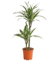 Dehner Drachenbaum Hawaiian Sunshine 170-180 cm Zimmerpflanze zweitriebig Ø Topf 27 cm 