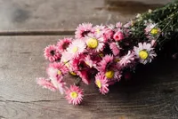 Acroclinium Pink getrocknet im Bund ca. 50cm