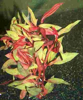 Mühlan -  Rote Ludwigie / Ludwigia repens RUBIN - prachtvolle Pflanze