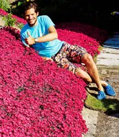BALDUR Garten Winterhart Bodendecker-Nelke Vivid®, 3 Pflanzen winterharte Polsterstaude Gartennelke, mehrjährig, pflegeleicht, Wasserbedarf gering, blühend, Dianthus Hybride